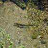 Salmon in North Fork River to Spawn at Moose Creek Estates