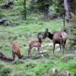 Cow Elk with two calves at Moose Creek Estates