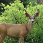 Four point buck in velvet at Moose Creek Estates